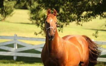 American Standardbred Horse