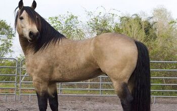 American Walking Pony