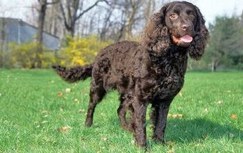 American Water Spaniel