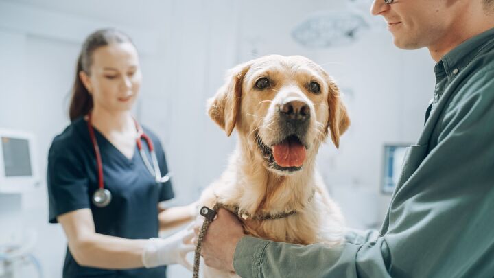 americans are taking their pets to mexico for vet care here s why, Gorodenkoff Shutterstock