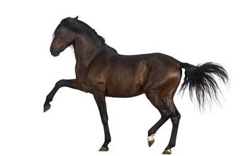 Andalusian Horse