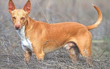 Andalusian Hound