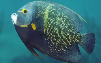 Angelfish Gets CT Scan