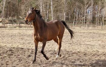 Anglo-Arabian Horse