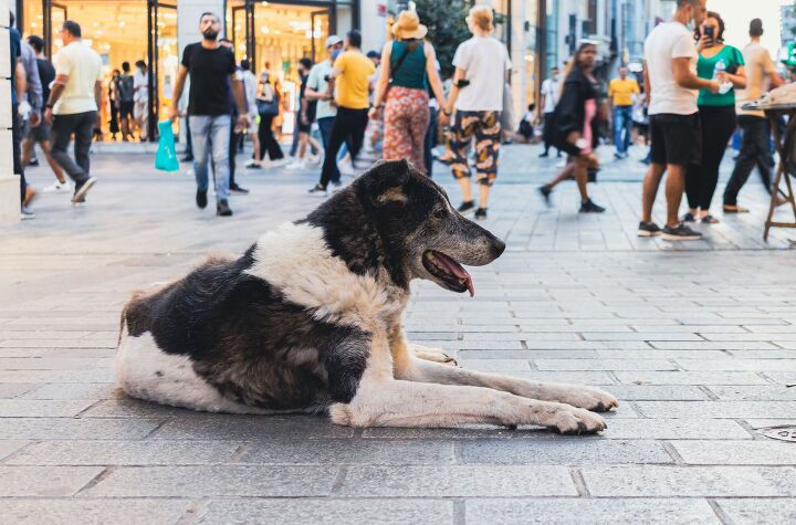 animal activists push back on culling strays, Photo Credit Yusuf Ucuz Shutterstock com