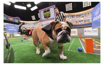 Animal Planet’s The Dog Bowl To Debut Before The Super Bowl