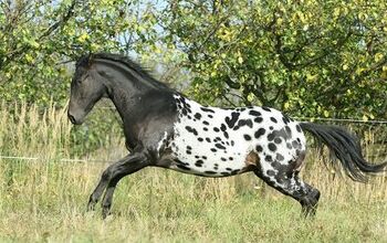 Appaloosa Horse