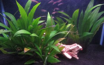 Aquarium Basics: Let’s Talk About Amazon Sword Plants