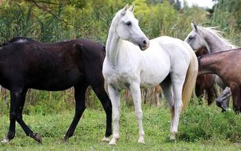 Arabian Horse