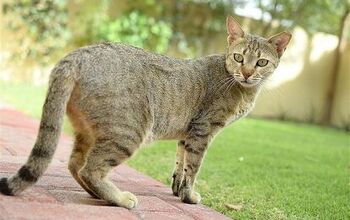 Arabian Mau