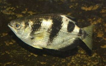 Archerfish