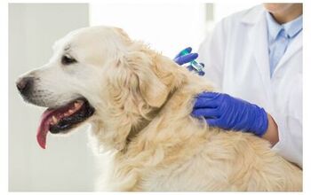 Are Anti-Vaxxers To Blame for Rise in Canine Parvo Cases?