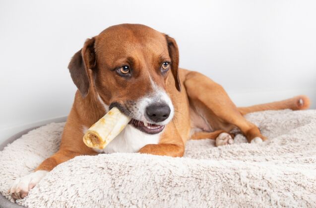 are collagen chews good for dogs, Photo credit sophiecat Shutterstock com