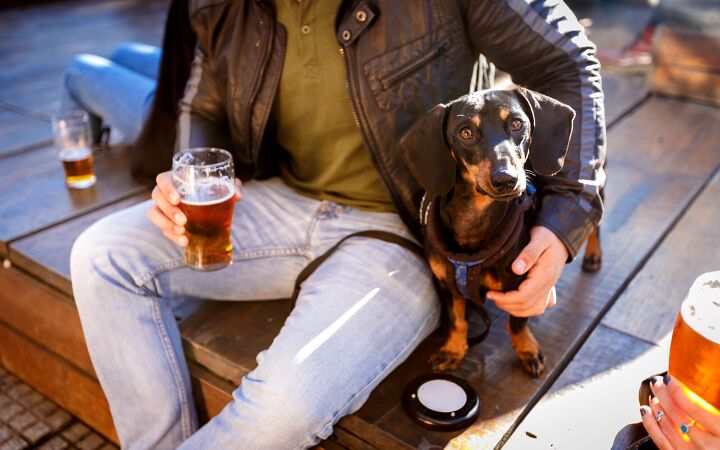 are dog bars the new dog park, Photo Credit Lau Bacanal Shutterstock com