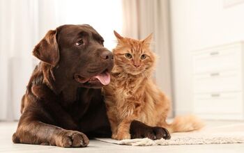 Are Dogs Smarter than Cats?