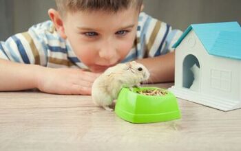 Are Hamsters Good Pets for Kids?