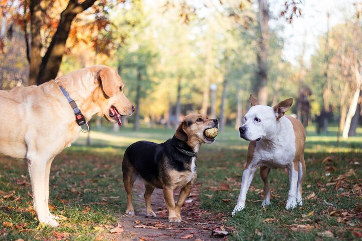 are mutts healthier than purebreds new study says no, sanjagrujic Shutterstock