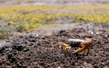 Are You Feelin’ Crabby?