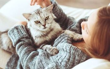 Are You Petting Your Cat Wrong?