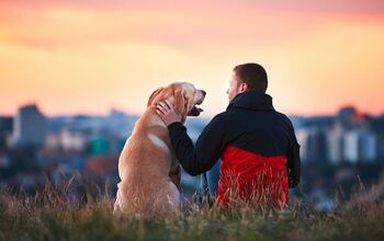 Are You Your Dog’s Favorite Person? Scientists Don’t Think So