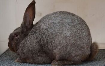 Argente Brun Rabbit