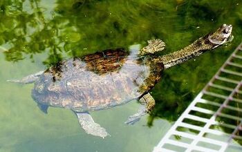 Argentine Snake-Necked Turtle