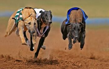 Arizona To Ban Greyhound Racing by End of 2016