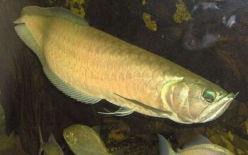 Arowana