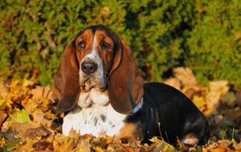 Artois Hound