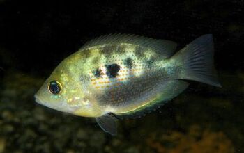 Asian Cichlids