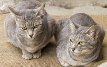 Asian Shorthair