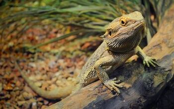 Ask the Animal Communicator:  My Bearded Dragon Won't Snuggle With Me