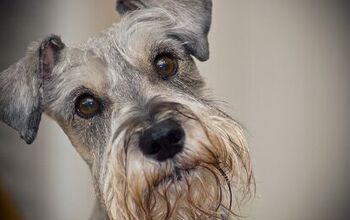 Audience Dog Program Helps Students Overcome Fear of Public Speaking