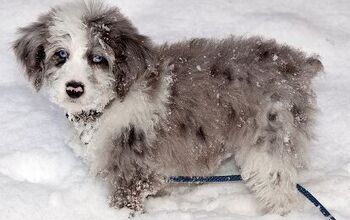 Aussiedoodle