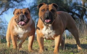 Australian Bulldog