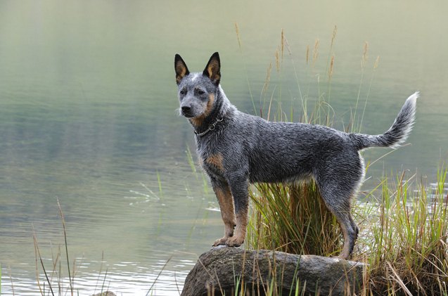 australian cattle dog