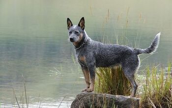 Australian Cattle Dog