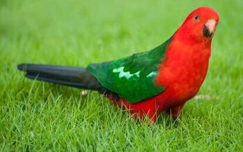 Australian King Parrot