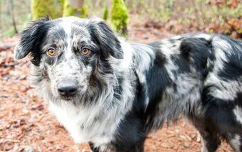 Australian Retriever