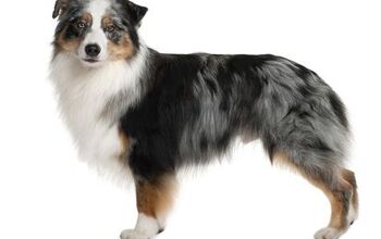 Australian Shepherd