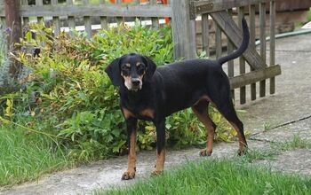 Austrian Black and Tan Hound