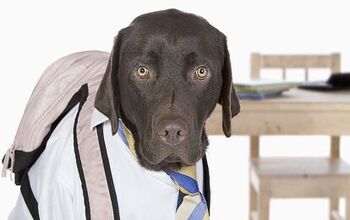 Back-To-School Dog Tips From A Trainer