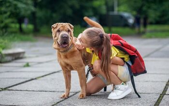 Back-to-School Ready?  What About Rover?