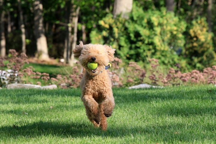 backyard airbnbs give dog owners a private leash free space to play, Photo Credit Thomas Barrat Shutterstock com