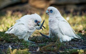 Bare Eyed Cockatoo