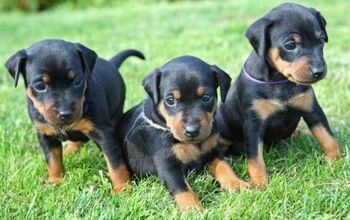 Based On Internet Searches, Dobermans Are the Top Dog in U.S.