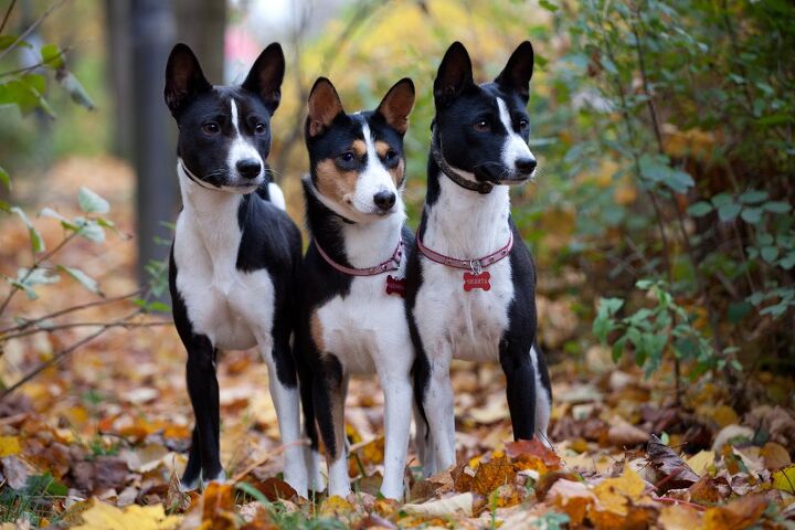 basenji