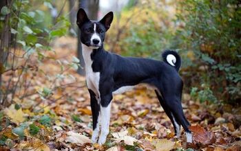 Basenji