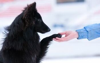 Basic Dog Training Tips