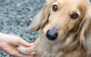 Basic Dog Tricks: Shake A Paw